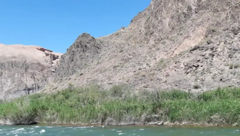 В Алматы высадят миллион деревьев: озвучены детали