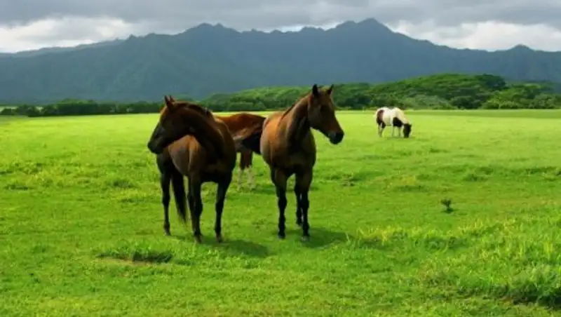 Закон о пастбищах принят Парламентом РК