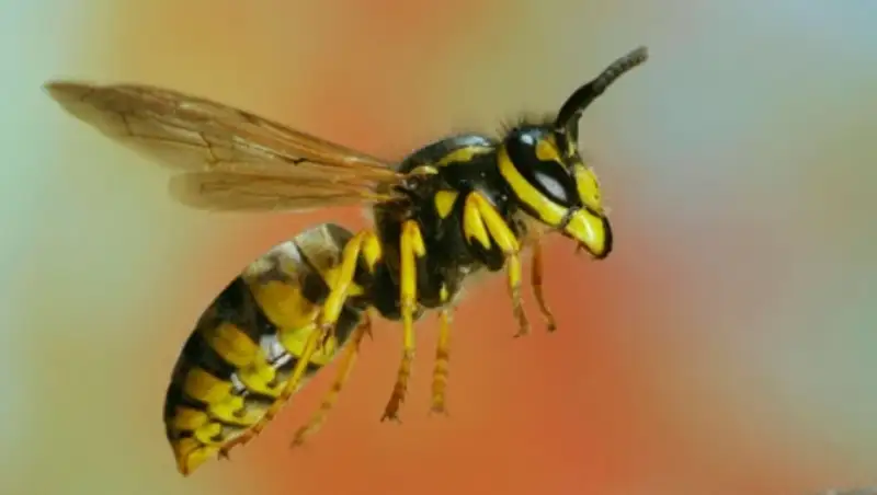 В Оренбурге оса стала причиной крупного ДТП