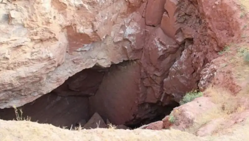 Вонючий сыр помог найти в Туркмении неизвестное науке насекомое