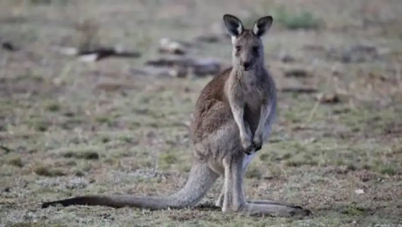 В Алматинском зоопарке родился еще один кенгуренок