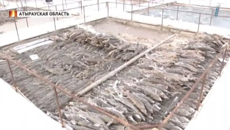 Массовую гибель рыб на Урале назвали экологической катастрофой