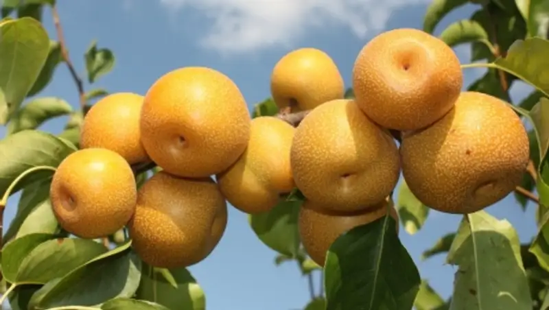 Исследователи нашли эффективное средство против похмелья