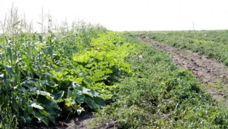 Лишь 0,4% земель в Костанайской области удалось приватизировать