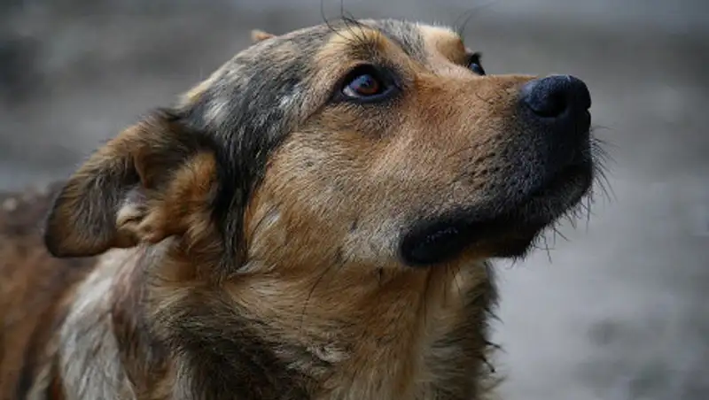 20 погибло, 5 в тяжелом состоянии – в Алматинской области отравили собак из приюта