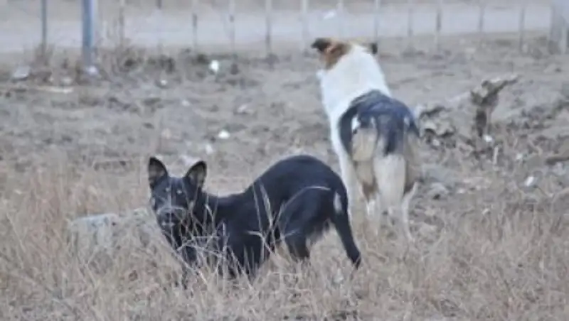Животных отстреливали на глазах у подростков в Атырау