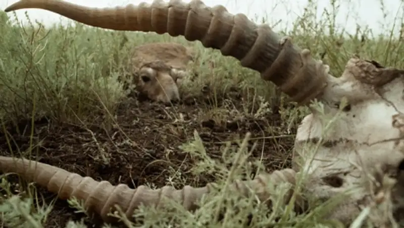 В Костанайской области по неизвестной причине погибло около 100 сайгаков