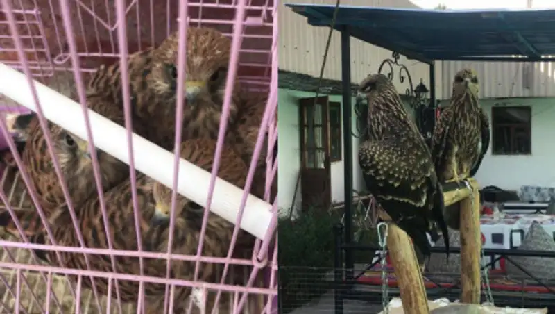 Хищных птиц на цепях держала владелица чайханы в Туркестанской области