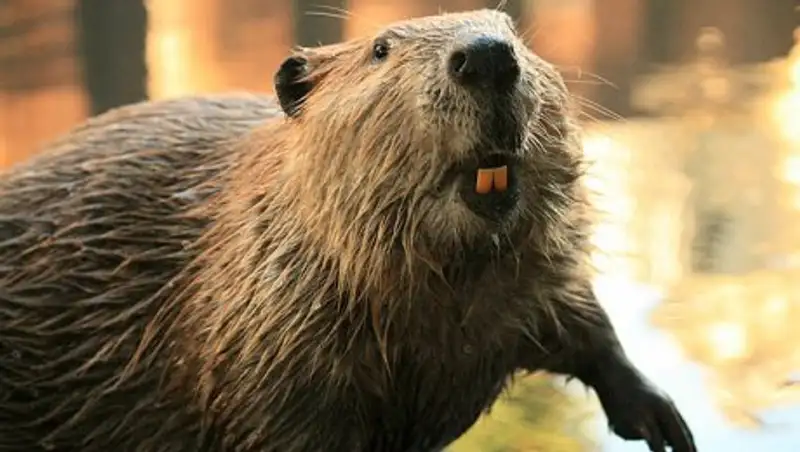 Бобр оставил без света полторы тысячи человек в России