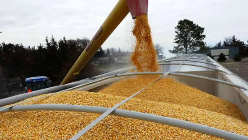 В Казахстане вводят ограничение на экспорт зерна и муки