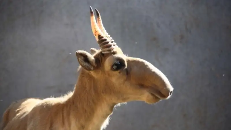 В Казахстане в 2014 году выросла численность сайгаков