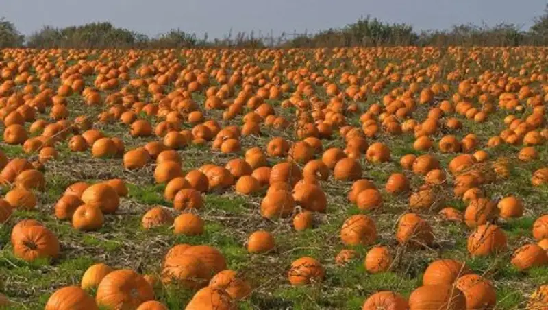 В США при взрыве пушки на фестивале по метанию тыкв погиб один человек