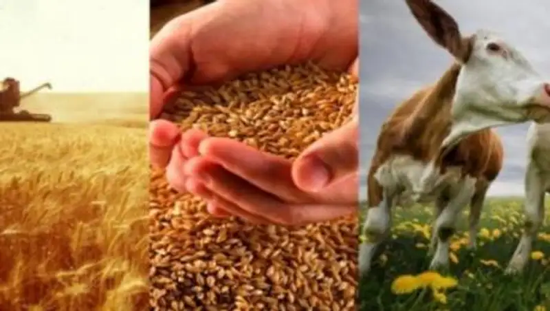 Почти 5 трлн тенге планируют потратить в Казахстане на развитие агропромышленного комплекса