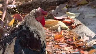 almatytv, фото - Новости Zakon.kz от 10.11.2020 23:12