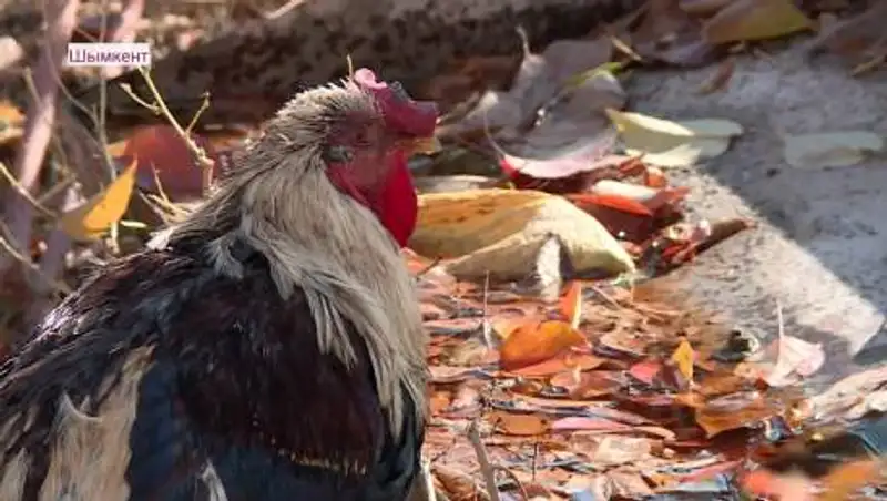 В Шымкенте массово гибнут птицы от неизвестной болезни