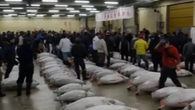 В Токио за тунца-гиганта выложили 37,5 тыс долларов