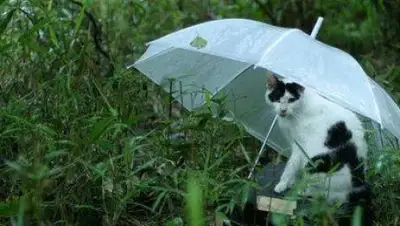 Zakon.kz, фото - Новости Zakon.kz от 18.06.2017 12:00