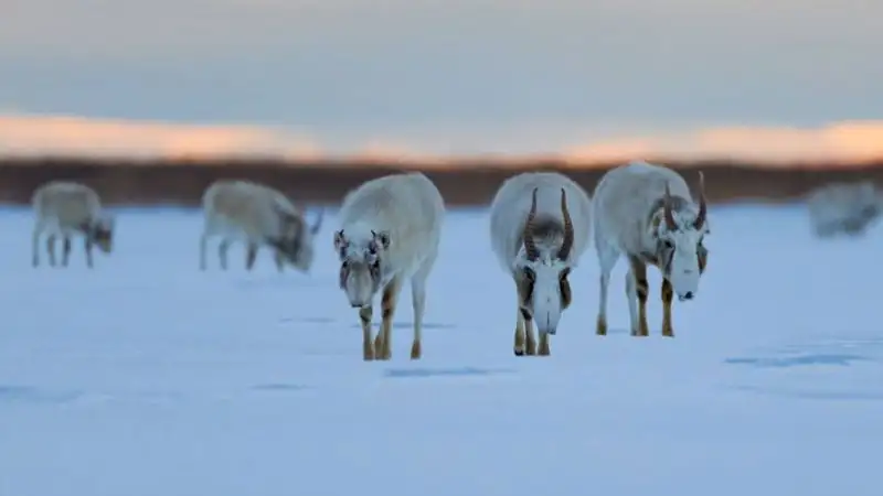 Питомник для разведения сайгаков откроют в ЗКО