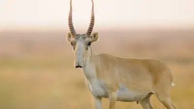 Пикабу, фото - Новости Zakon.kz от 05.11.2019 17:56