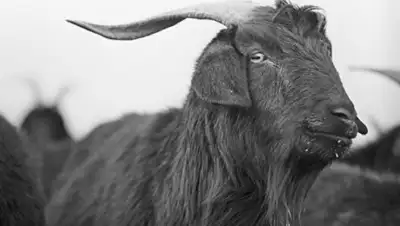 Фото: © РИА Новости / С. Лидов, фото - Новости Zakon.kz от 01.02.2018 23:00