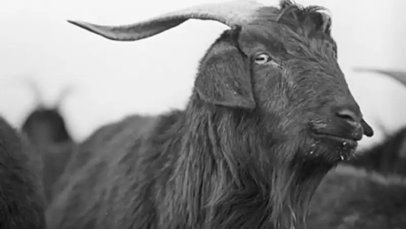 Задача для пятиклассников вызвала споры в Сети