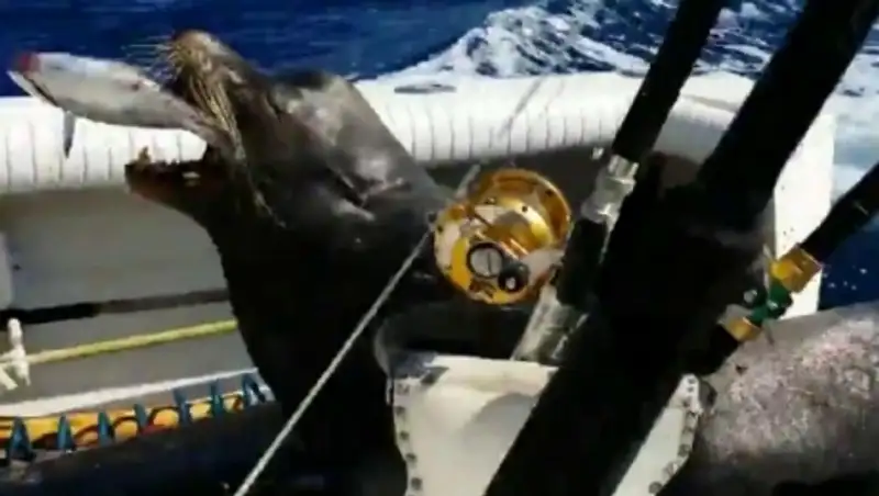 У берегов Мексики морской лев прокатился в лодке местных рыбаков