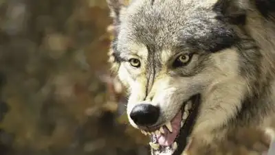 oir.mobi, фото - Новости Zakon.kz от 02.07.2021 21:32