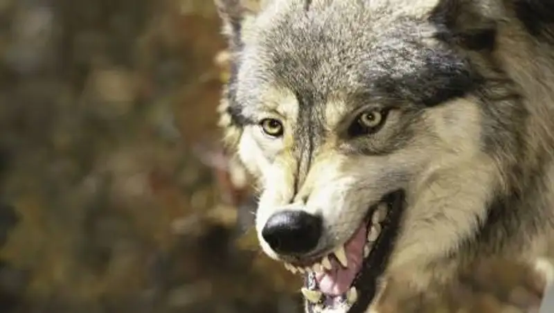 В Костанайской области скончалась женщина после укуса волка