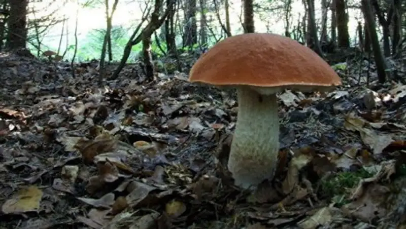 Ученые назвали продукт, который поможет замедлить старение