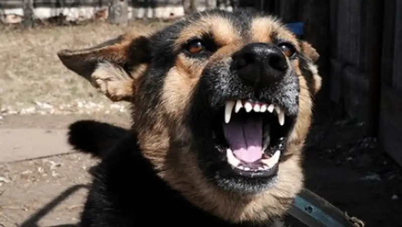 Собака загрызла пятилетнюю дочь хозяев насмерть