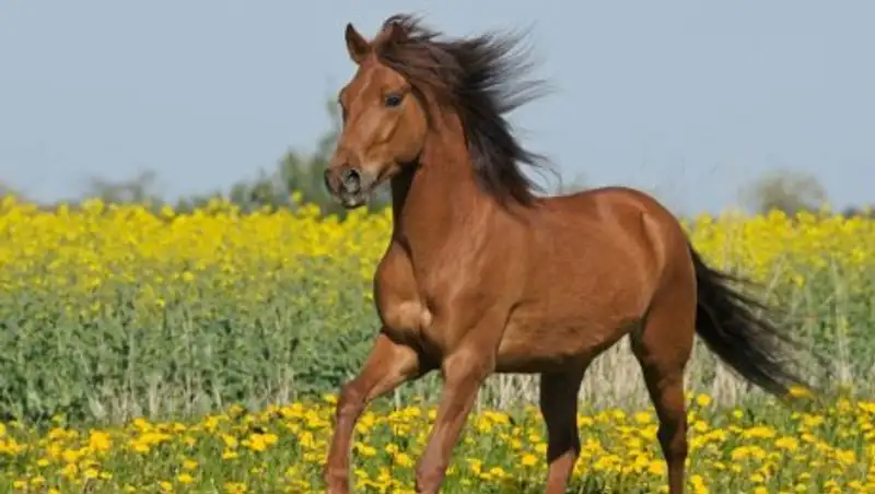 Жители Усть-Каменогорска побывали в Средневековье