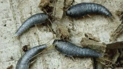 из открытых источников, фото - Новости Zakon.kz от 04.05.2018 10:32