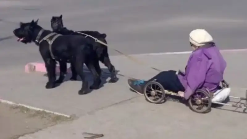 В Рудном женщина разъезжала на упряжке с собаками