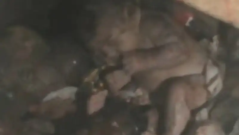 Как спасали девочку, рожденную в туалете в Жамбылской области