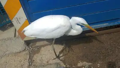 птица, фото - Новости Zakon.kz от 23.07.2022 18:23