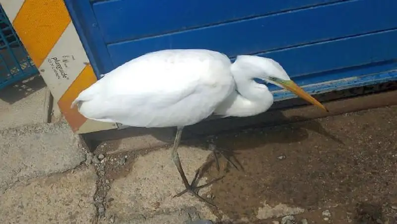 Цапля прибилась к людям на предприятии в пригороде Актау