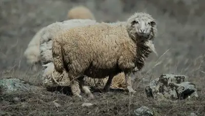 Zakon.kz, фото - Новости Zakon.kz от 13.07.2017 01:14