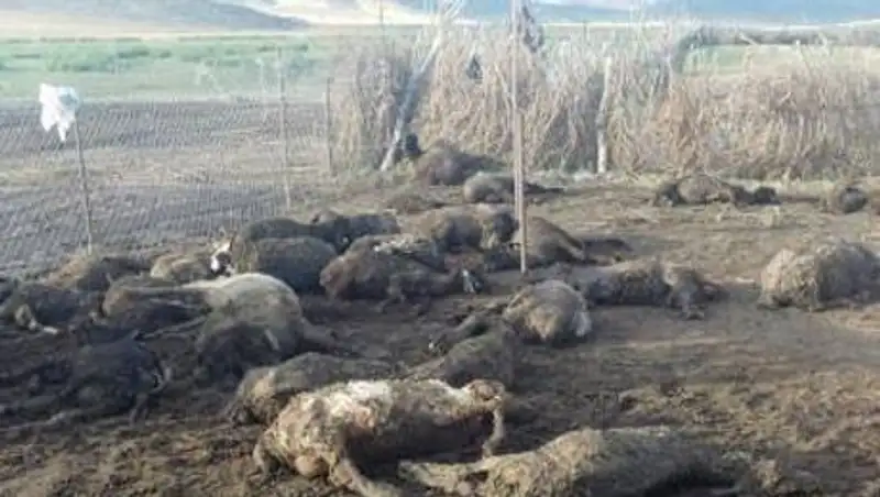 Резкое похолодание в Кызылординской области спровоцировало массовый падеж скота