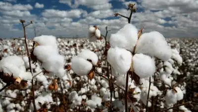 пресс-служба акима Туркестанской области, фото - Новости Zakon.kz от 13.01.2019 21:25