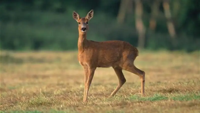 Около 100 кг мяса косули изъяли у гражданина РФ в Костанайской области