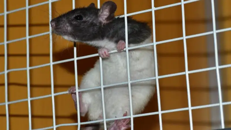 Российские ученые пересадят крысам сделанную в космосе костную ткань