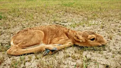 Zakon.kz, фото - Новости Zakon.kz от 18.05.2015 21:23