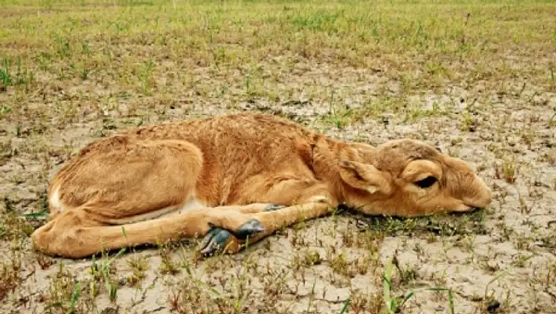 Массовая гибель сайгаков в Костанайской области  - предварительный диагноз
