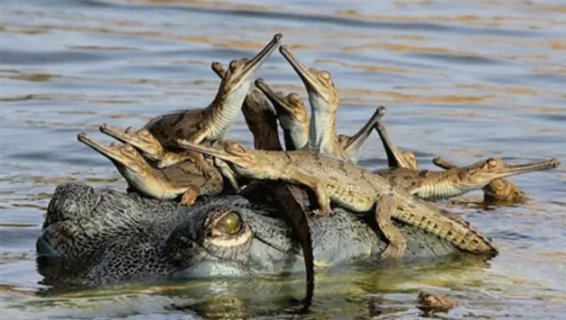 Победители фотоконкурса Wildlife Photographer 2013, фото - Новости Zakon.kz от 19.10.2013 18:59