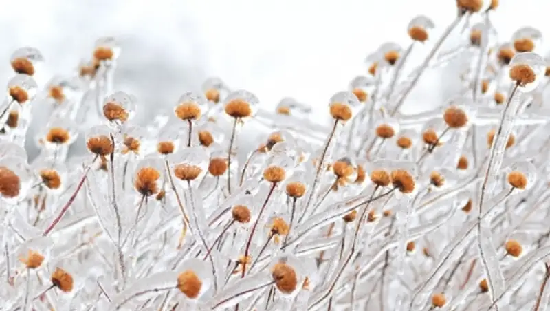Вот что бывает в природе, когда в дело вступает зима