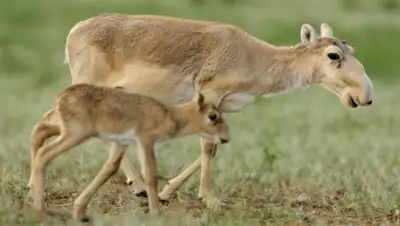 Zakon.kz, фото - Новости Zakon.kz от 01.03.2016 13:00