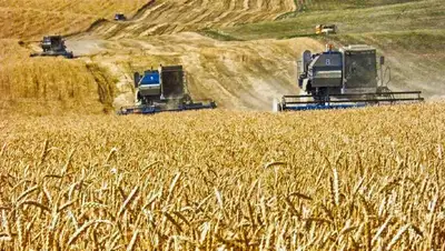 В Минсельхозе рассказали, как намерены бороться с серым импортом зерна , фото - Новости Zakon.kz от 06.10.2022 16:59