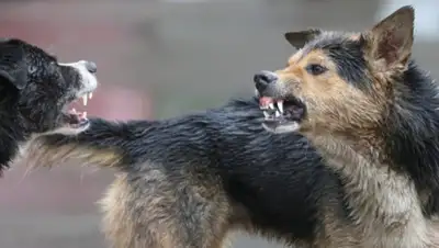 Canal3; Almaty.tv, фото - Новости Zakon.kz от 23.05.2019 21:23