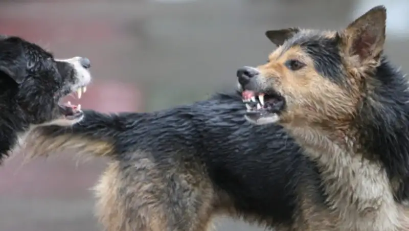 В Алматы бродячие собаки стали чаще нападать на людей