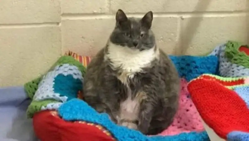 От самой толстой кошки Британии отказались в четвёртый раз